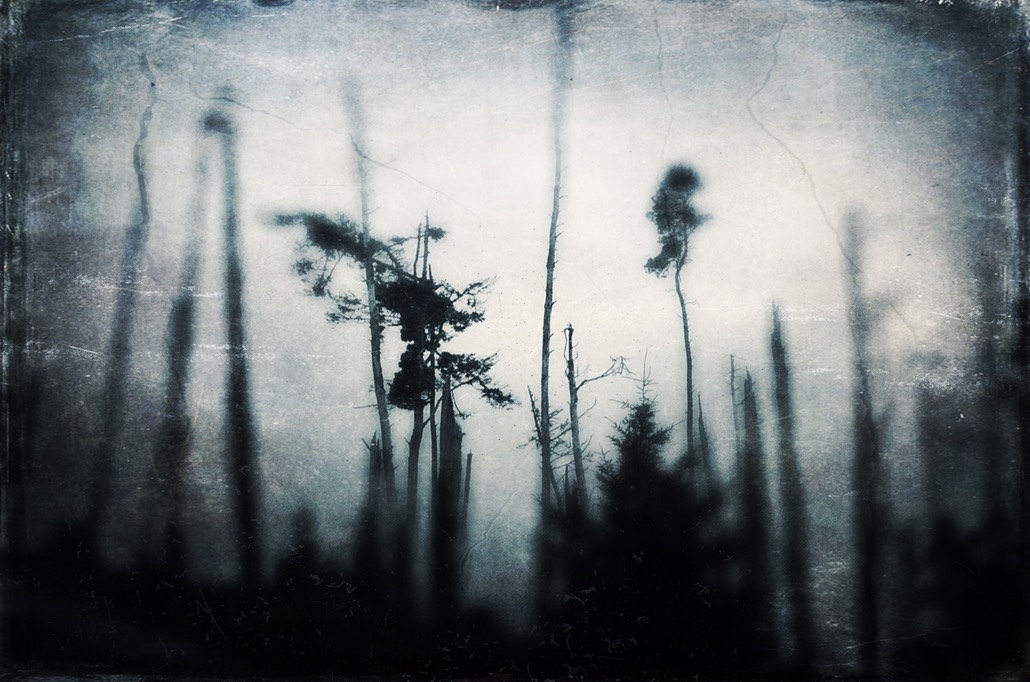 Ominous Forrest36x36.JPG